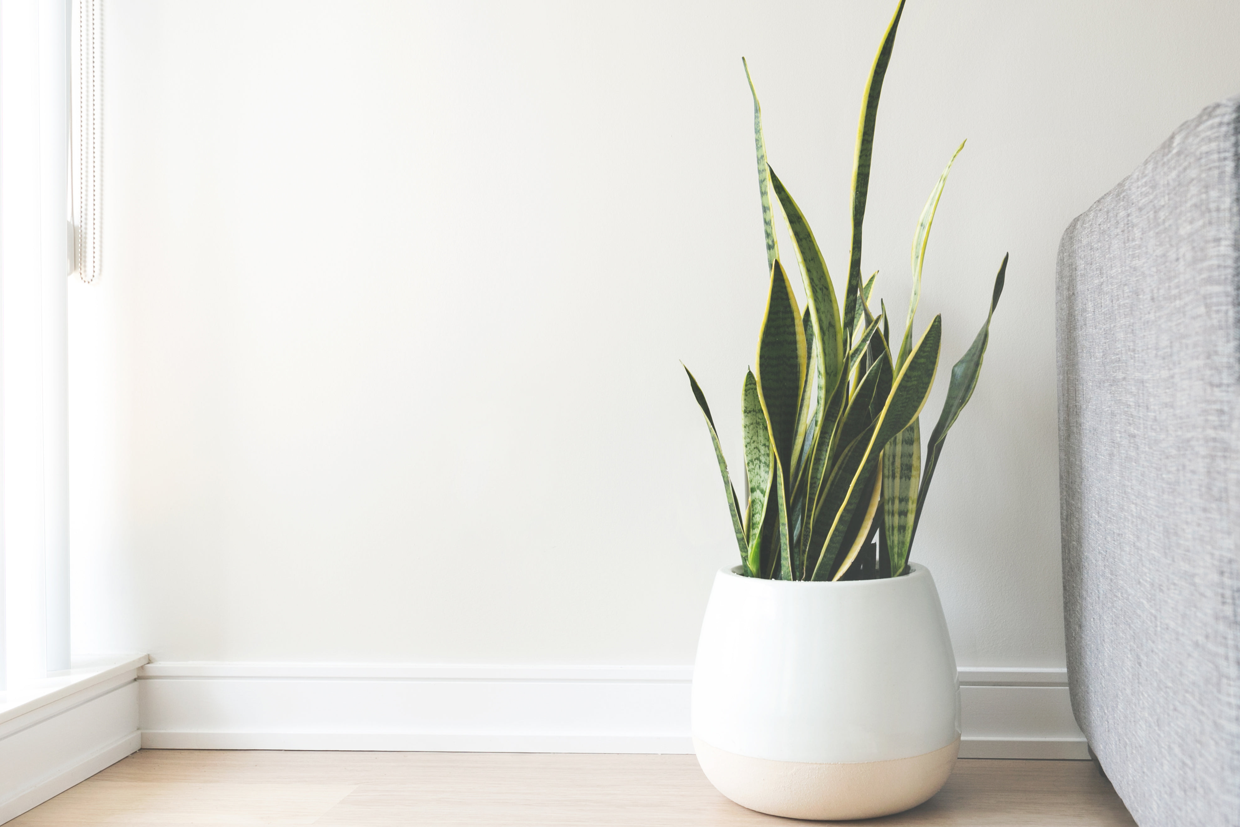 GreenBloom Botanicals project preview